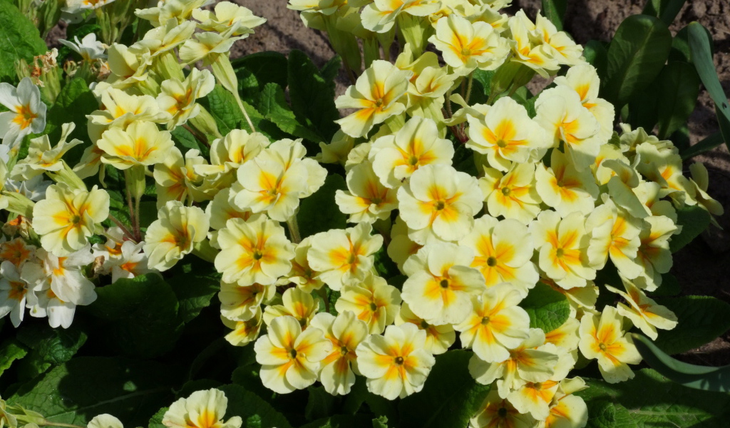 Красивые цветы примула в саду