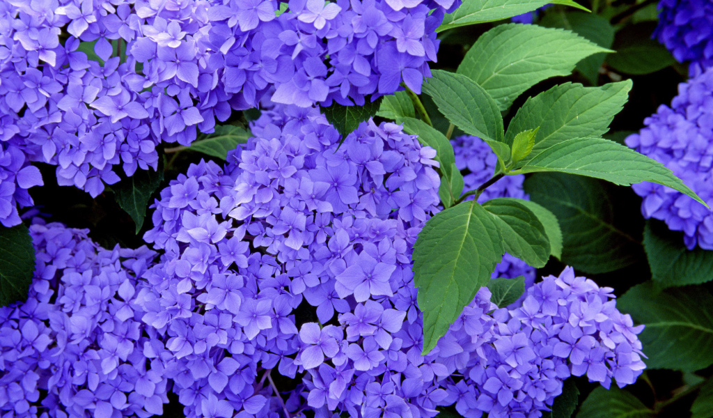 Красивые цветы вероника в саду