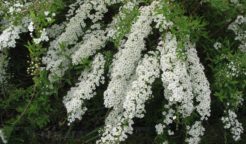 Красивые цветы спирея в саду