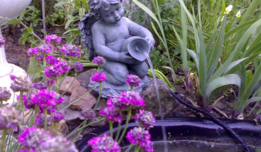 Красивые цветы армерия в саду