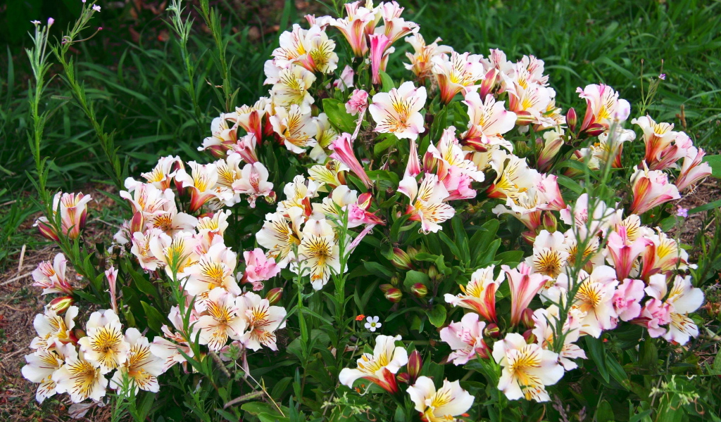 Красивые цветы альстремерия в парке