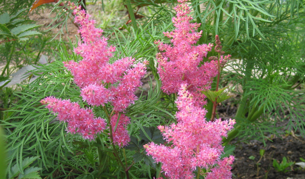 Красивые цветы астильба в парке