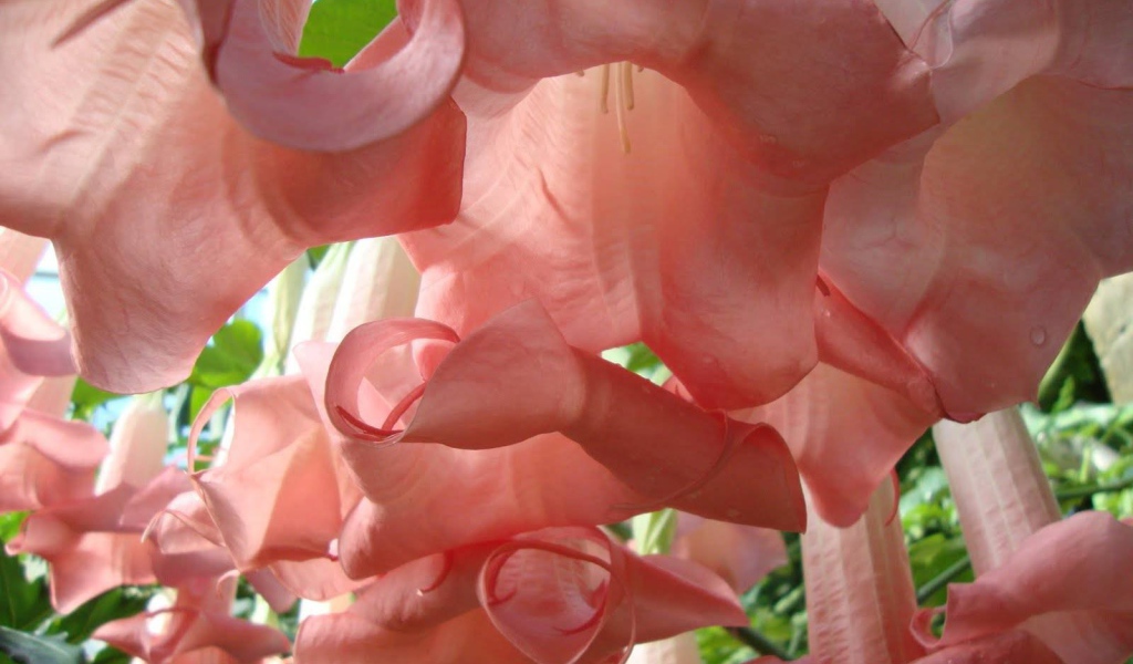 Красивые цветы бругмансия в парке