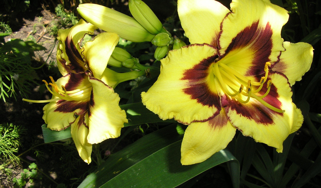 Красивые цветы лилейник в парке