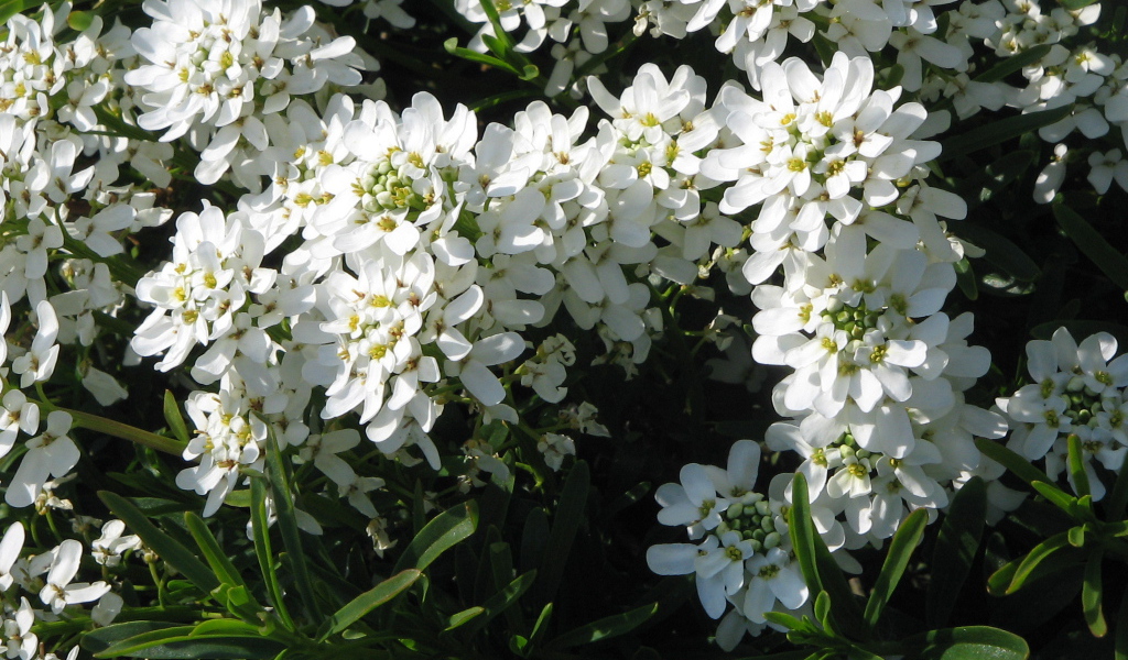 Красивые цветы иберис в парке