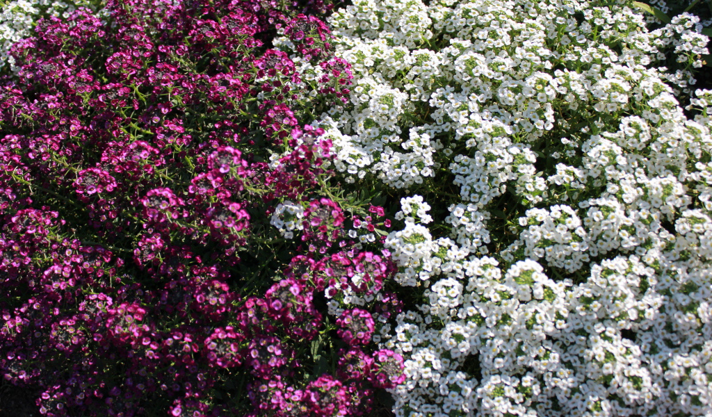 Красивые цветы алиссум в парке