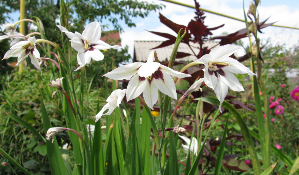 Красивые цветы ацидантера в парке