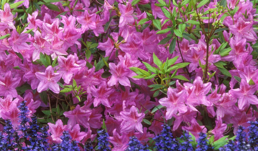 Красивые цветы аюга в парке