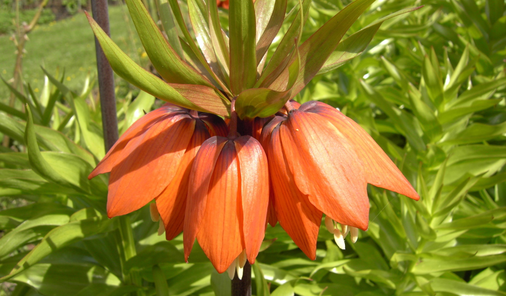 Красивые цветы рябчик императорский в парке