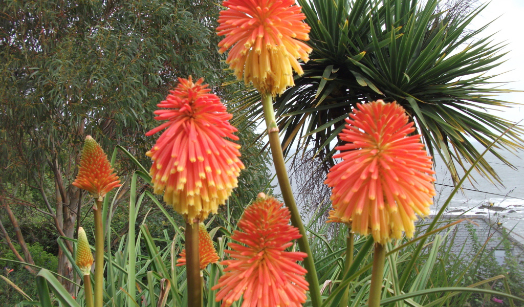 Красивые цветы кникофия в парке