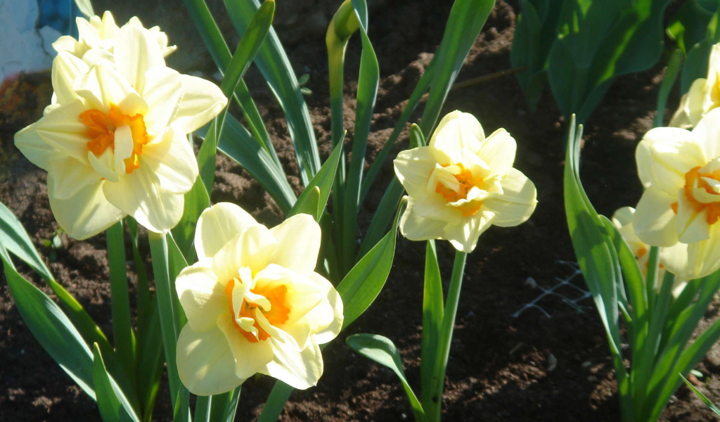 Красивые цветы нектароскордум в парке