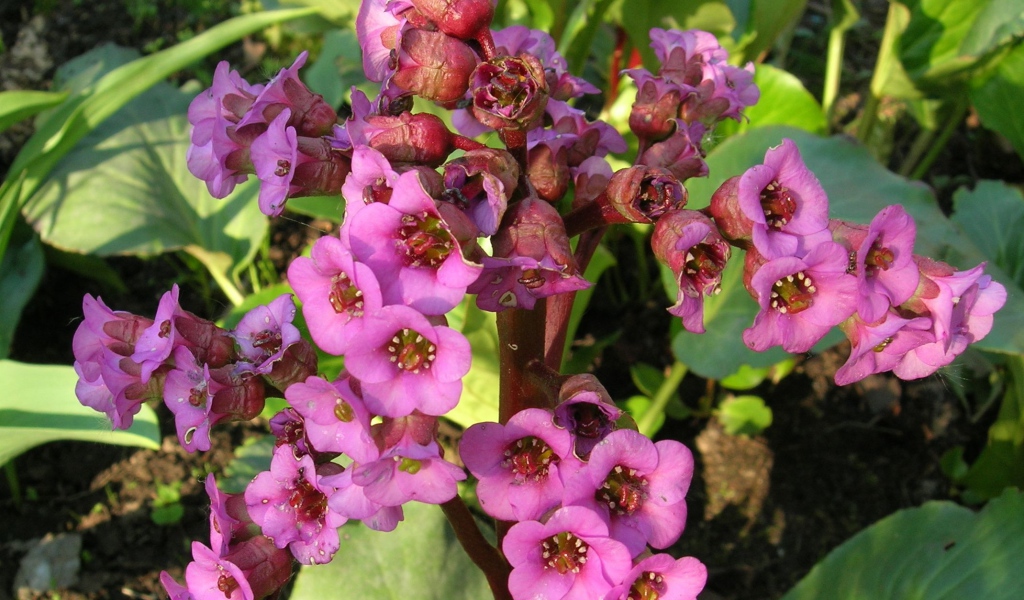 Красивые цветы растения бадан в парке