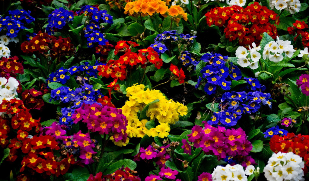 Красивые цветы примула в парке