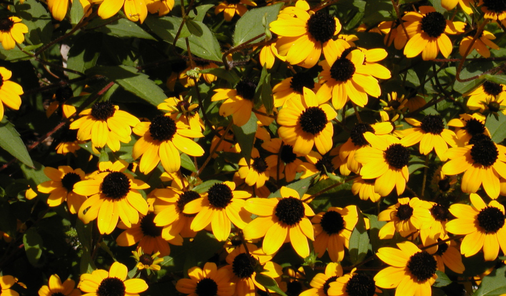 Красивые цветы рудбекия в парке