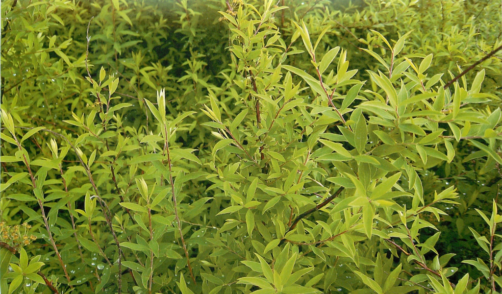 Красивые цветы спирея в парке