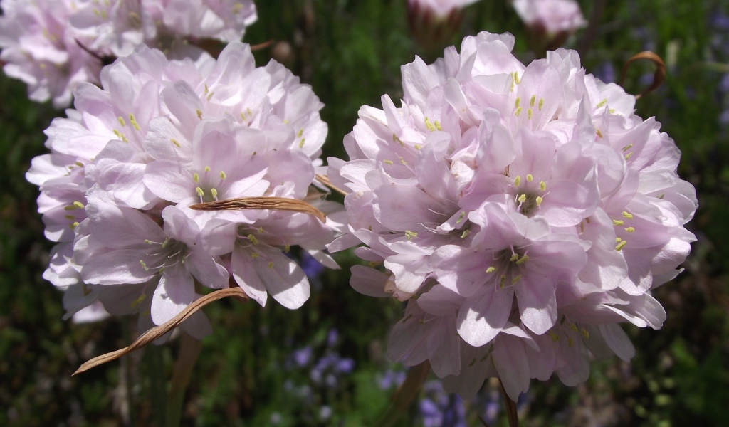 Красивые цветы армерия в парке