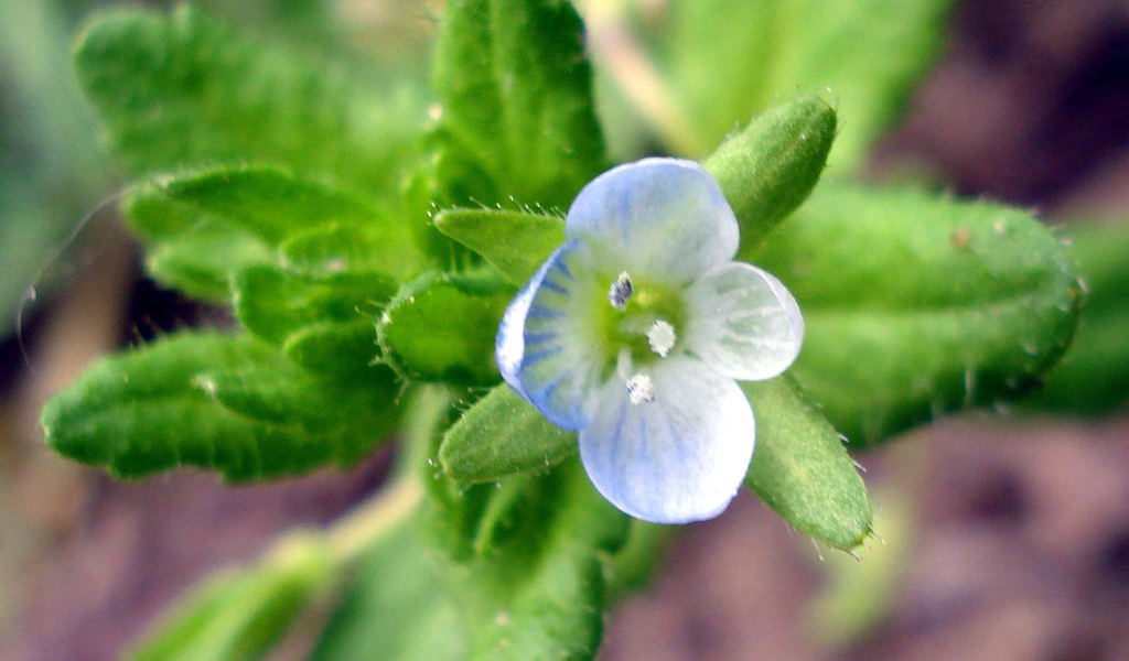 Красивые цветы вероника в парке