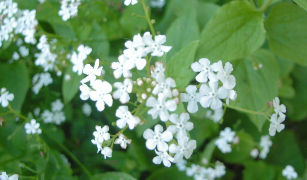 На солнце красивые цветы бруннера 