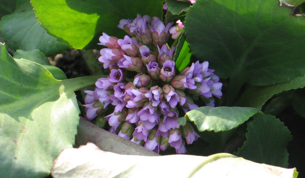 Красивые цветы бадан на солнце