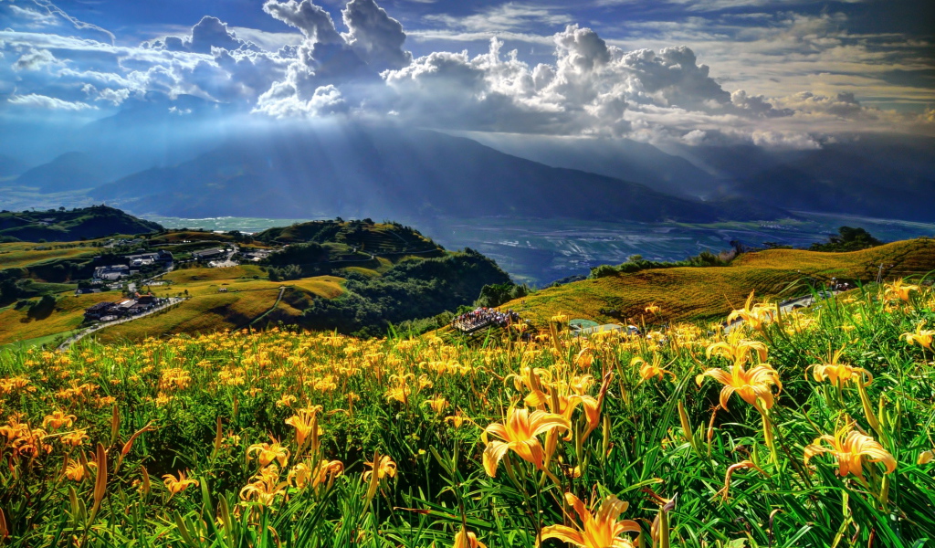 Красивые цветы лилия в саду