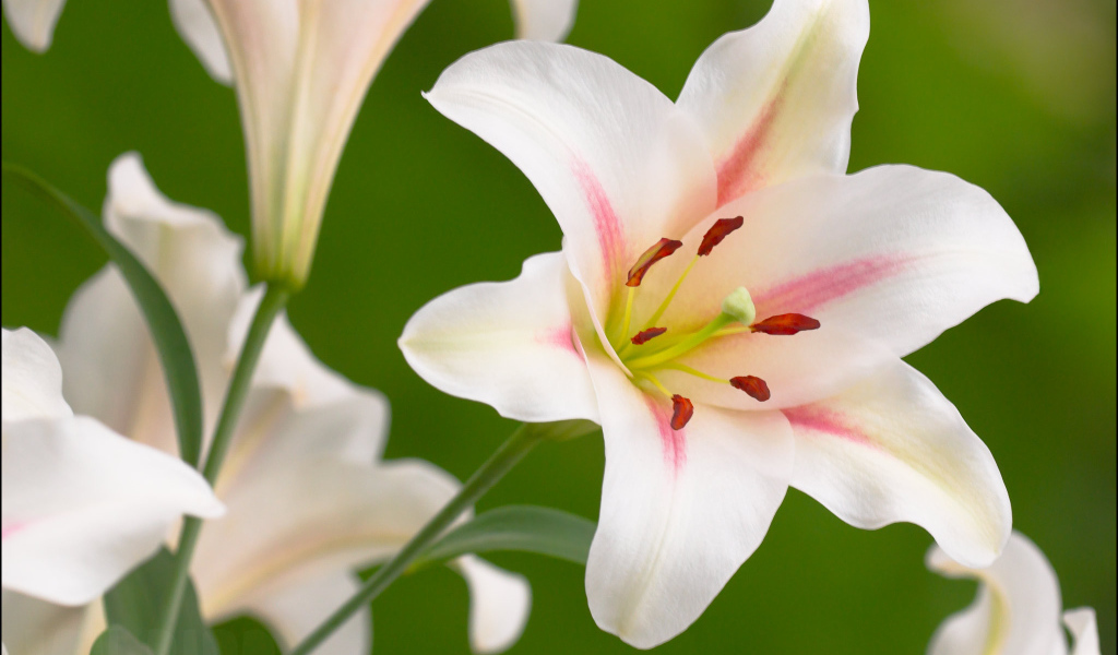 Красивые цветы лилия на поляне