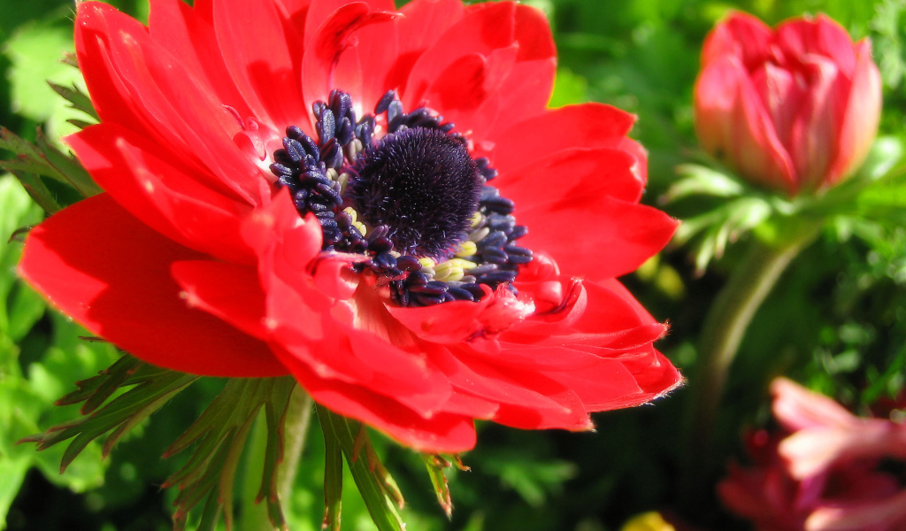 Красивые цветы анемона в парке