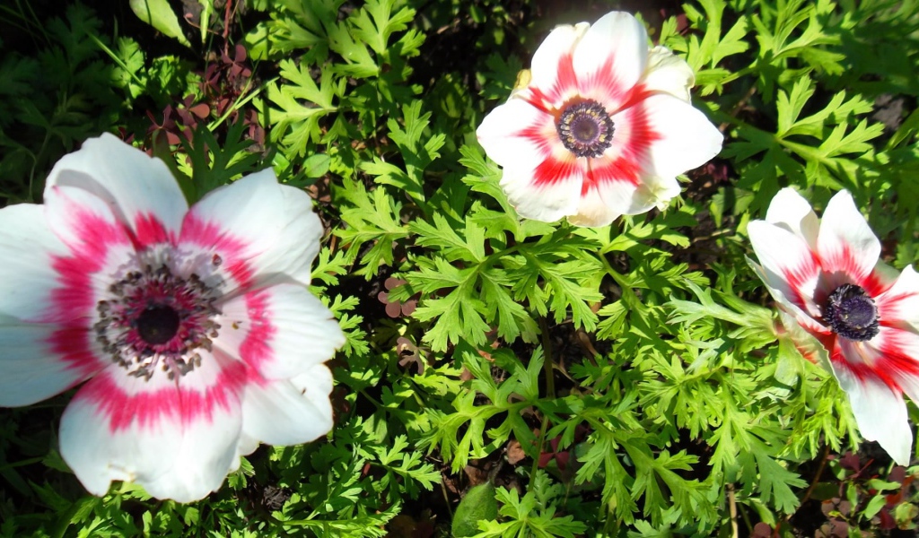 Красивые цветы анемона на клумбе в саду