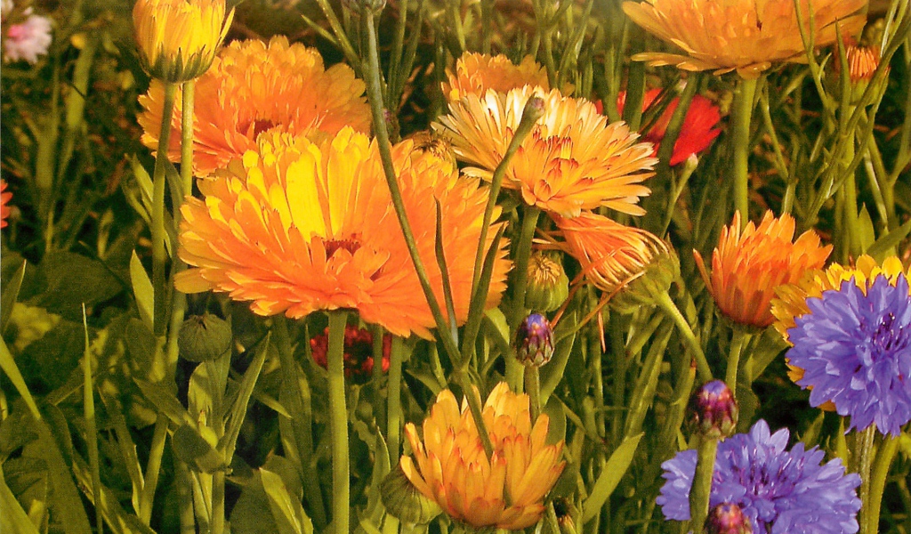 Красивые цветы календула на поляне