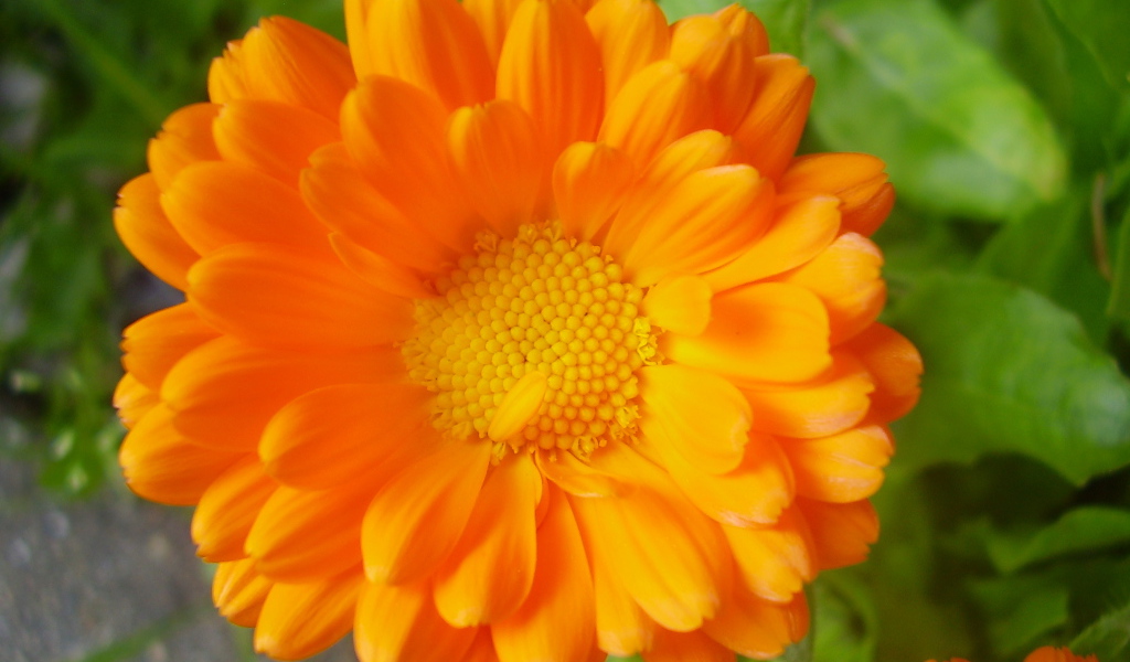 Красивые цветы календула на клумбе в саду