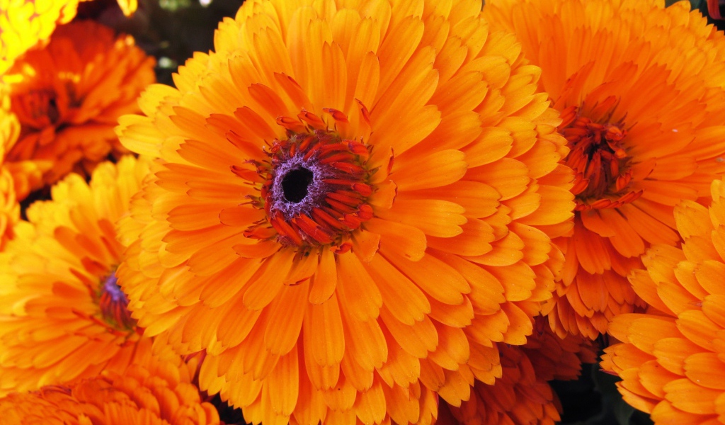 Красивые цветы календула в парке