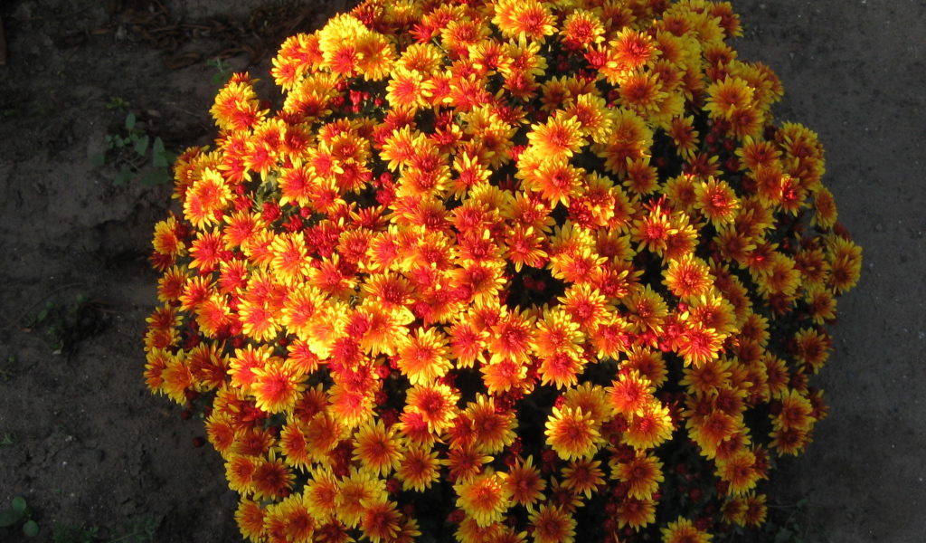 Красивые цветы хризантема 