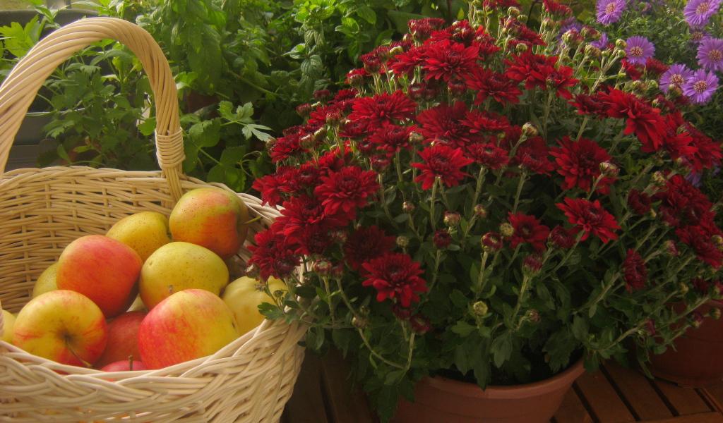 Красивые цветы хризантема и яблоки