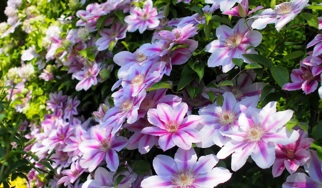 Красивые цветы клематис в парке