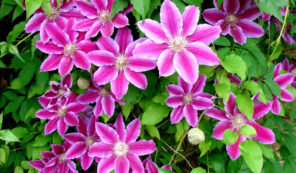 Красивые цветы клематис на поляне