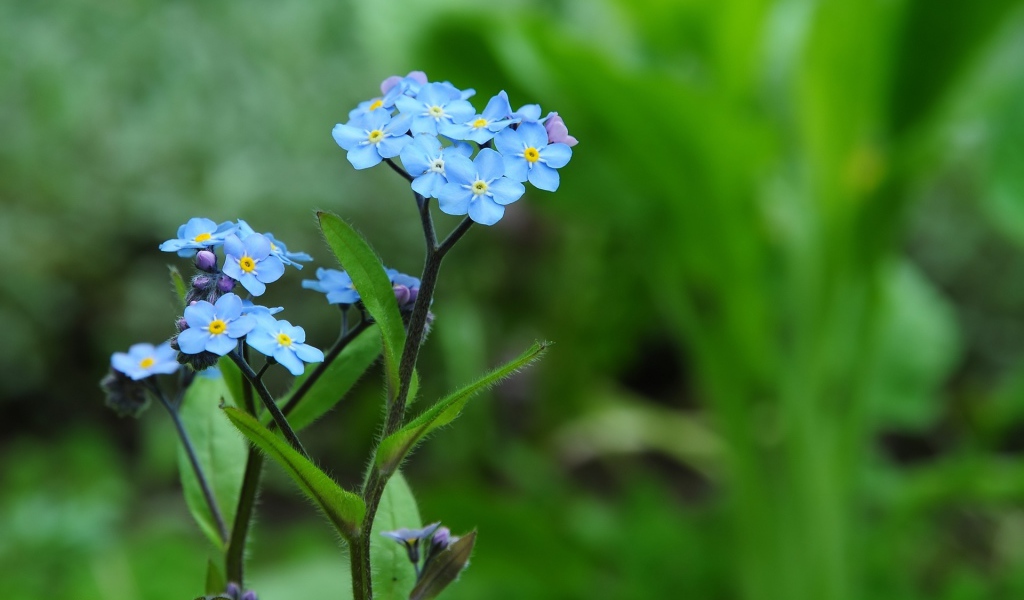 Прекрасные цветы незабудки