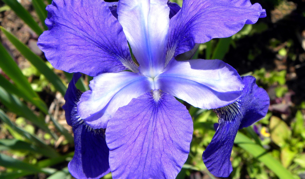 Красивые цветы ирисы на поляне