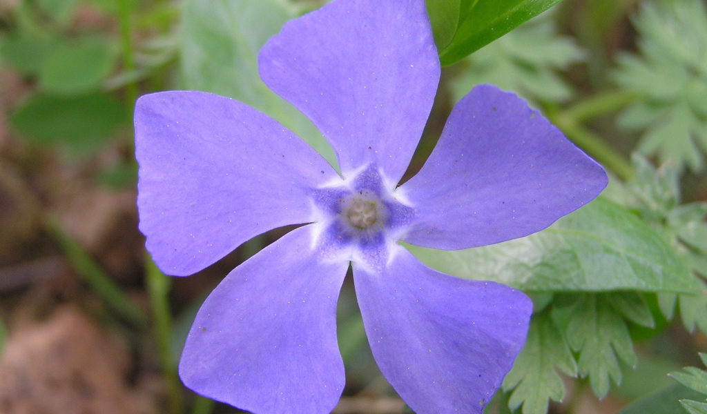 Красивые цветы барвинок в парке