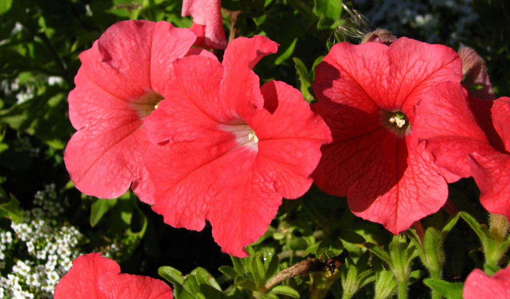 Красивые цветы петуния на клумбе в саду