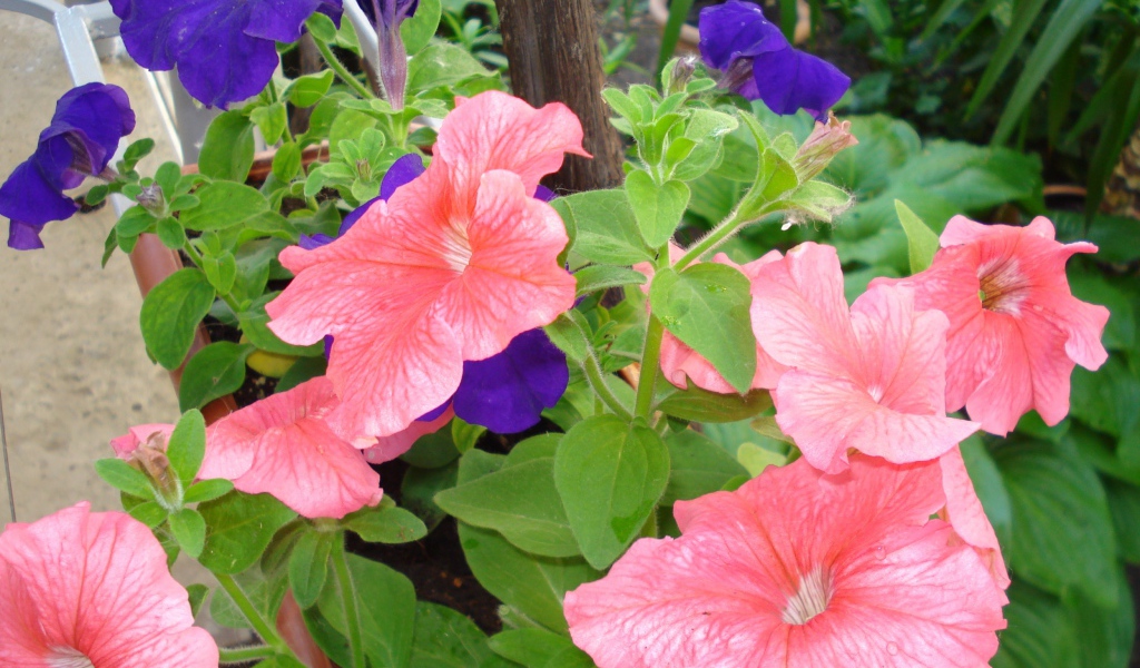 Красивые цветы петуния в лесу