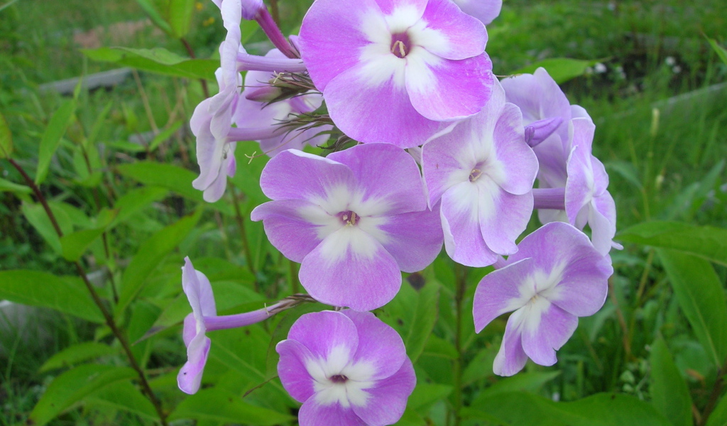 Красивые цветы флокс в парке