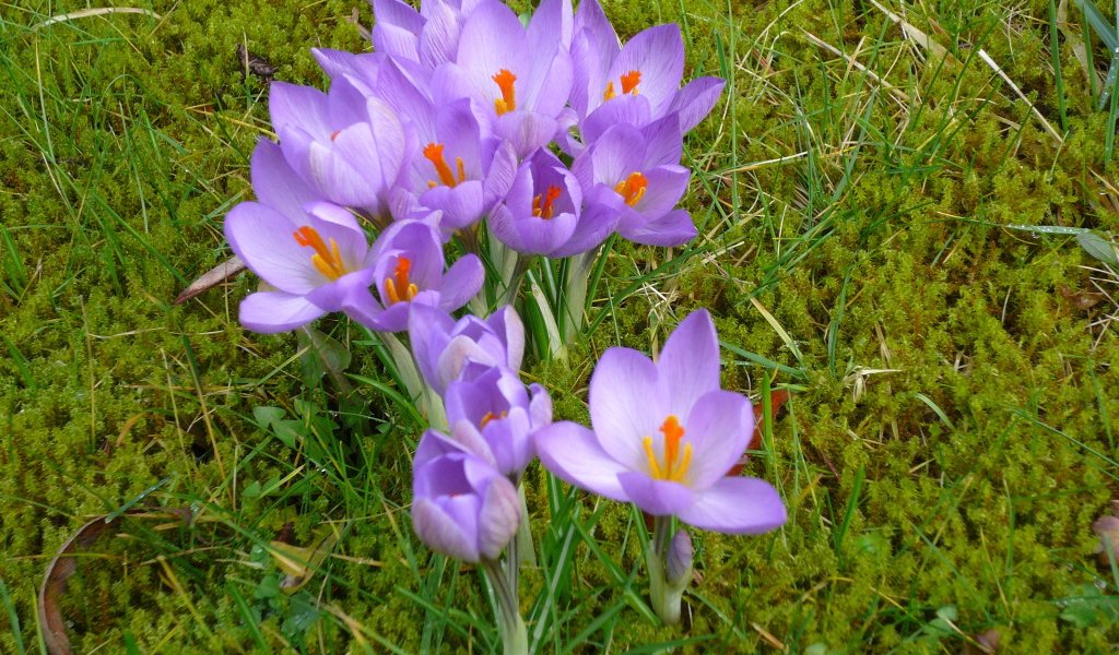 Красивые цветы шафран на газоне