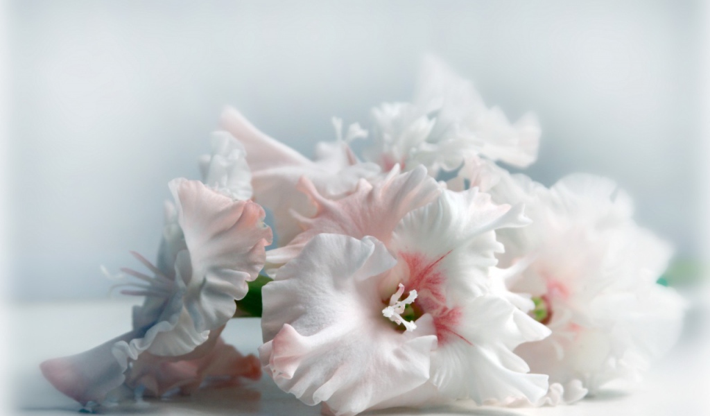 Красивые цветы белого гладиолуса