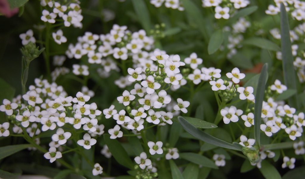 Красивые цветы алиссум на дачном участке