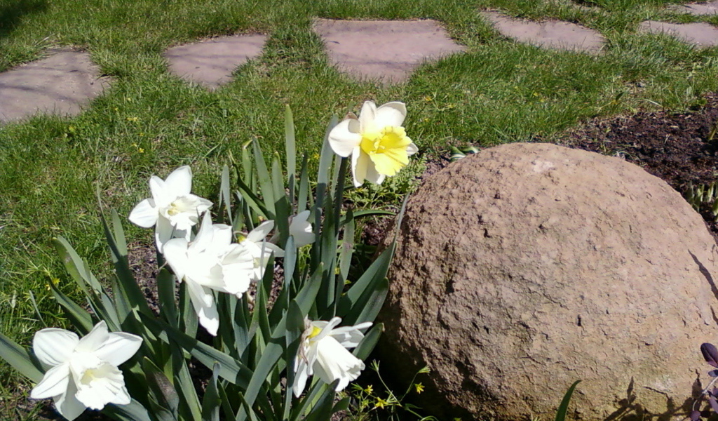 Красивые цветы нектароскордум на дачном участке