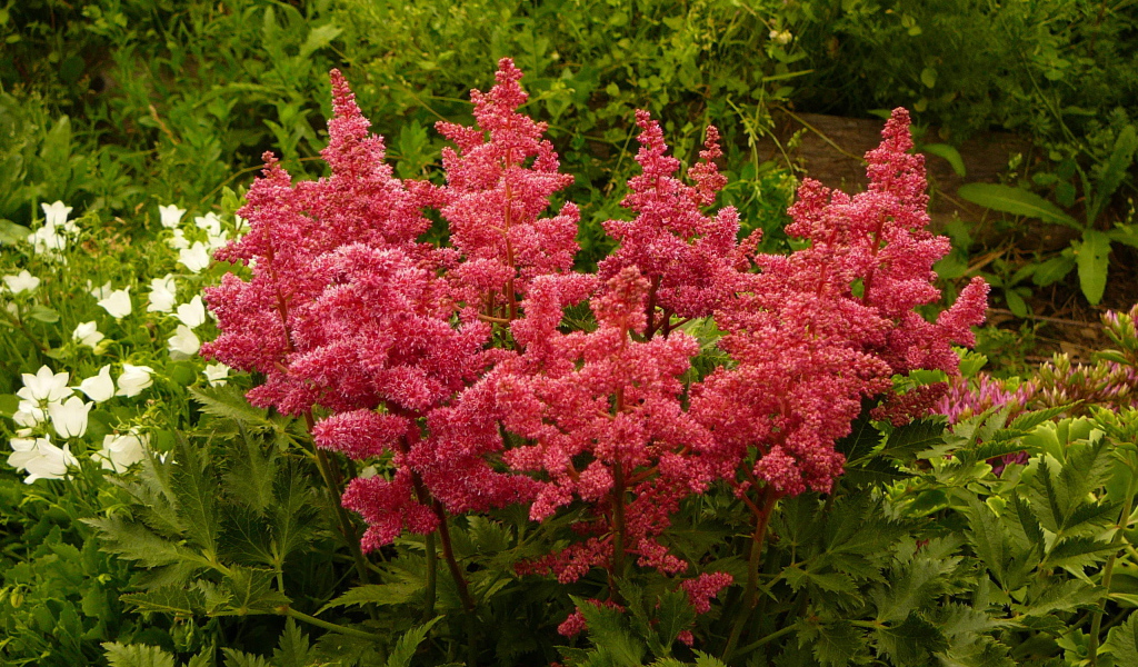 Красивые цветы астильба на поляне