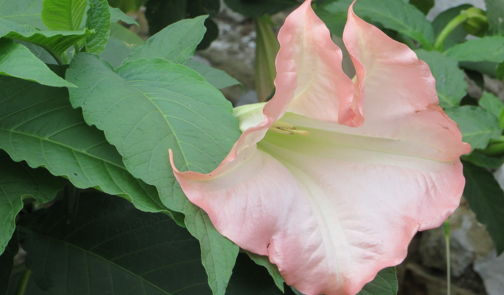 На поляне красивые цветы бругмансия