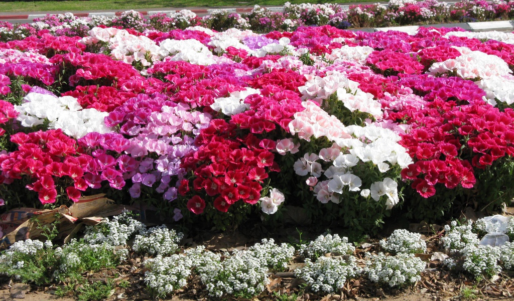 На поляне красивые цветы кларкия (годеция) 