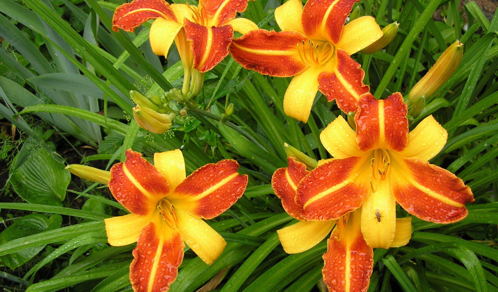 На поляне красивые цветы лилейник