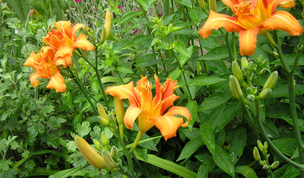 Красивые цветы лилейник на поляне