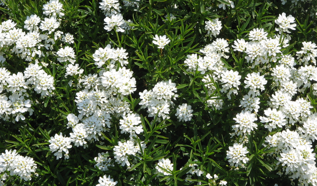 На поляне красивые цветы иберис